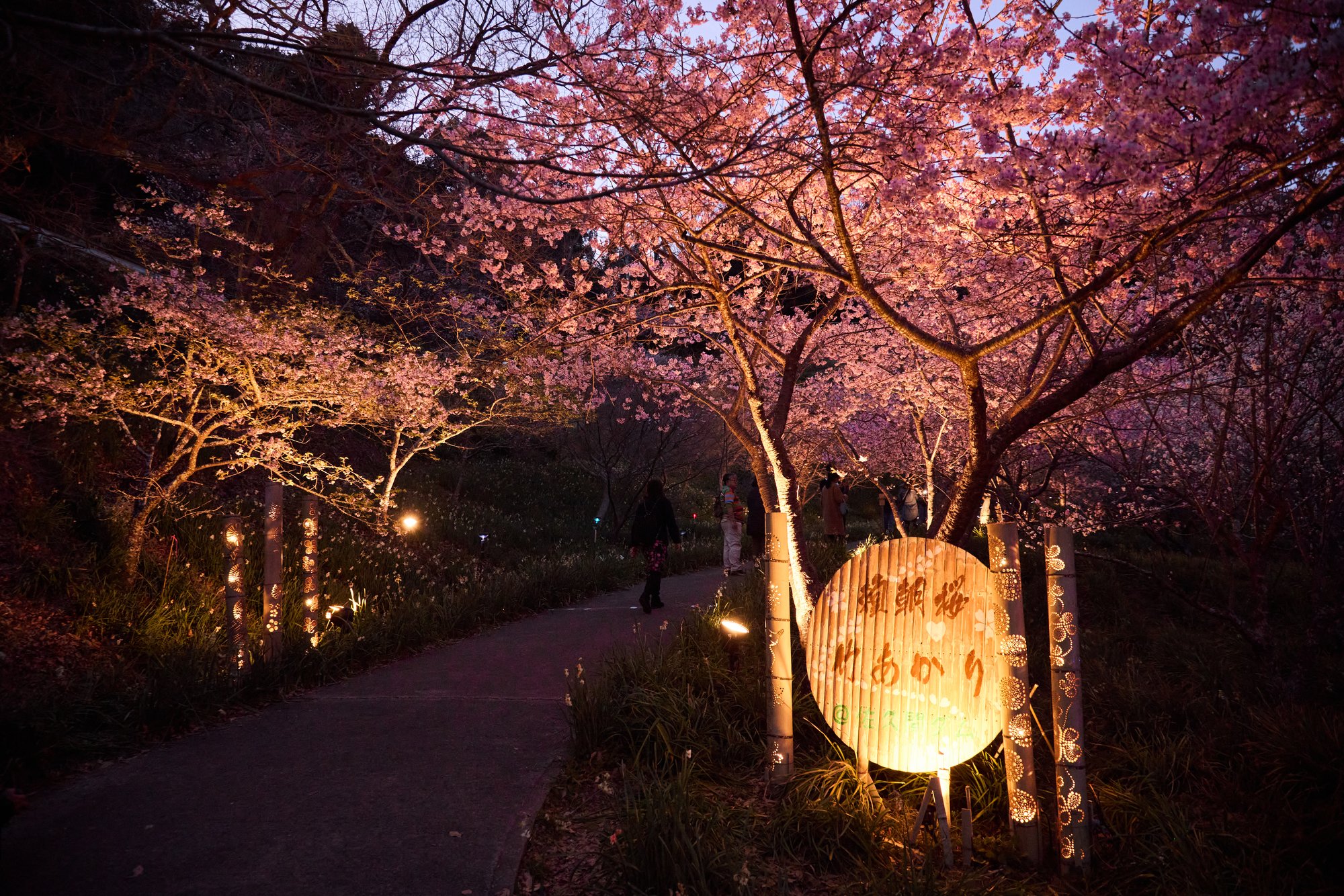 Yoritomo-zakura cherry blossoms lit at dusk