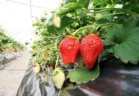 Strawberry Picking