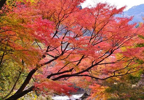 Momiji Road