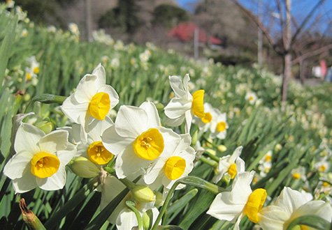 Wokuzure Narcissus Fields