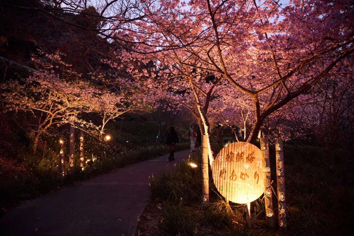 Yoritomo-zakura cherry blossoms