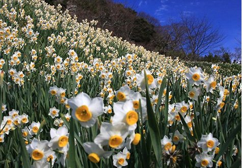 Narcissus Road