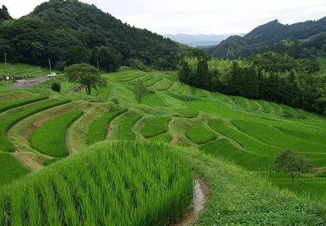 Oyama Senmaida Rice Terraces